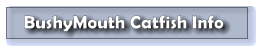 BushyMouth Catfish Info